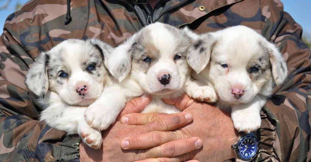 chiot Welsh Corgi Cardigan Des Corbières Maritimes