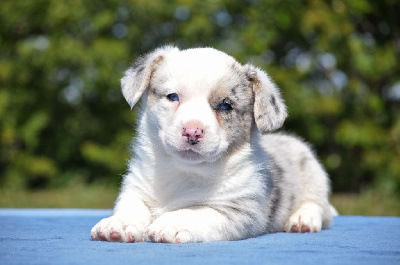 Mâle merle yeux bleus