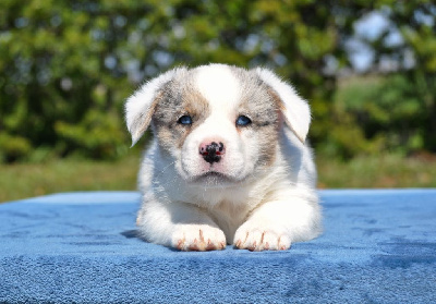 Mâle merle yeux bleus