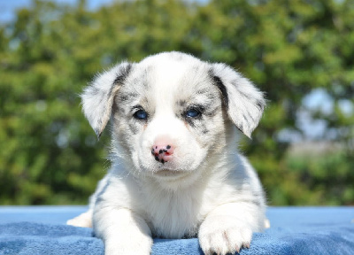 Femelle merle yeux bleus