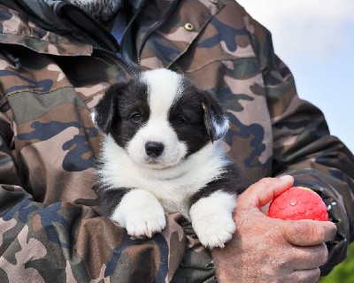 Femelle tricolore