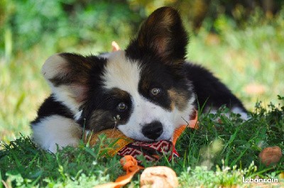 Chiot tricolore POILS LONGS