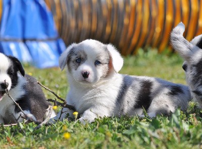 Mâle merle yeux bleus