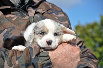 Mâle merle yeux bleus