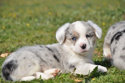 Mâle merle yeux bleus