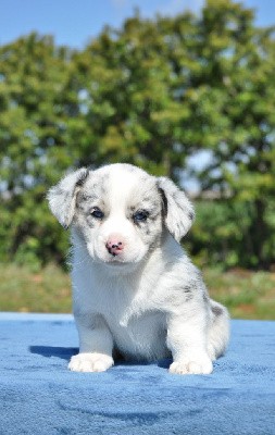 Femelle merle yeux bleus