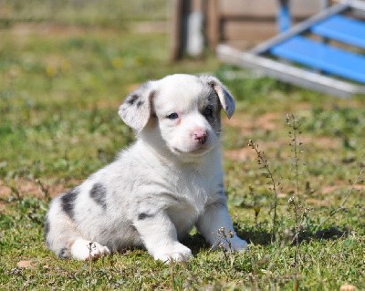 Mâle merle yeux bleus