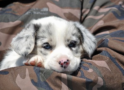 Femelle merle yeux bleus