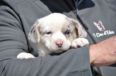 Mâle merle yeux bleus